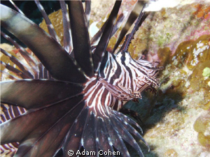 Lionfish hovering on a wreck off Nassau, Bahamas.  Sealif... by Adam Cohen 